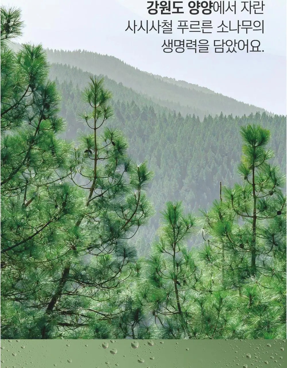 [미백/집중진정] 라운드랩 소나무 진정 시카 바디 미스트 150ml 상세페이지 7